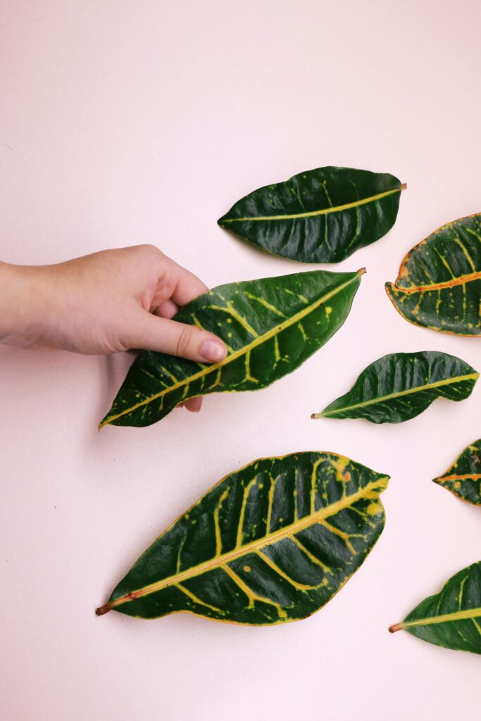 A hand gently holding colorful green indoor plant leaves against a soft background.